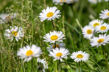 Yeşil çimlerde beyaz papatyalar.