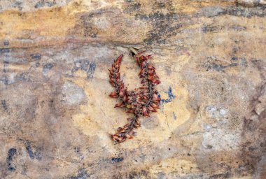 Üzerinde Y harfi olan yapraklı bir bitki. Yaprak kahverengidir ve çok dikenlidir.