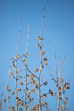 Ağaç dalları yapraklardan soyulmuş ve gökyüzü parlak bir mavidir. Sükunet ve sükunet kavramı, çıplak dallar açık mavi gökyüzüne karşı dimdik dururken