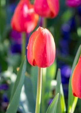 Field of colorful tulips, many red flowers. Field of spring flowers. Tulip field Red tulips, yellow tulips, pink flowers.