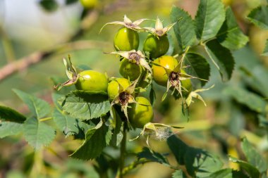 A cluster of green berries on a tree. The berries are ripe and ready to be picked. The tree is surrounded by green leaves, and the sky is clear and bright