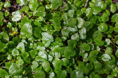 Bright green spring blooming nature of flowers and trees.