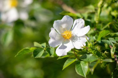Sarı merkezli beyaz bir çiçek yeşil bir arka planın önündedir. Çiçek yeşil yapraklar ve dallarla çevrilidir. Doğal güzellik ve sükunet kavramı