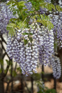 Mor çiçekli bir sarmaşık ağaçta büyüyor. Sarmaşık uzun ve bir sürü çiçeği var.