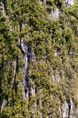 Yosun kaplı bir ağaç gövdesi. Yosun yeşildir ve bulanık bir dokusu vardır. Sandık eski ve pürüzlü bir yüzeyi var.