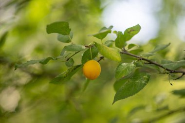 A single yellow fruit hanging from a tree. The fruit is small and round. The tree is green and lush