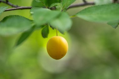 A yellow fruit hanging from a tree. The fruit is ripe and ready to be eaten. The tree is green and lush, and the leaves are full and healthy. Concept of abundance and freshness