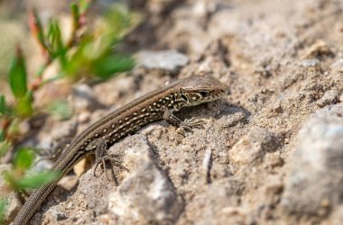 Bir kayanın üzerinde bir kertenkele yatıyor. Kertenkele kahverengi ve siyahtır. Kaya gri.