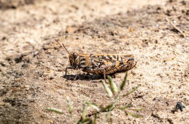 A brown and black bug is walking on the ground. It is walking on the ground in the sun