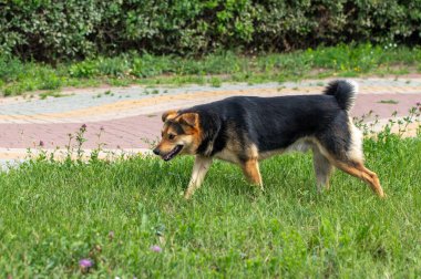 Çimenli bir alanda bir köpek yürüyor. Köpek siyah ve kahverengi ve siyah bir burnu var.