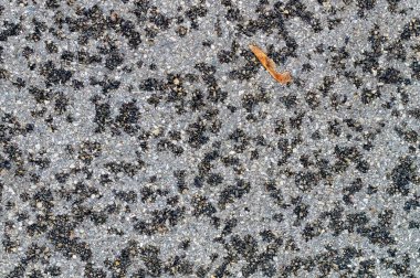 Üzerinde yaprak olan gri ve siyah bir yüzey. Yaprak kahverengi ve siyah bir sapı var.