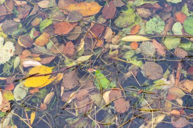 Yüzeyinde yapraklar yüzen bir gölet. Yapraklar sarı, yeşil ve kahverengi olmak üzere farklı renklerdedir. Su bulanık görünüyor, ve yapraklar göle saçılmış.
