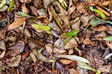 Yerde yeşil yapraklı bir yaprak yığını var. Yapraklar kahverengidir ve yere saçılmıştır.