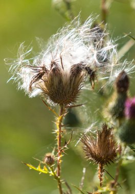 A bunch of dried up flowers with a few seeds on them. The flowers are brown and the stems are prickly