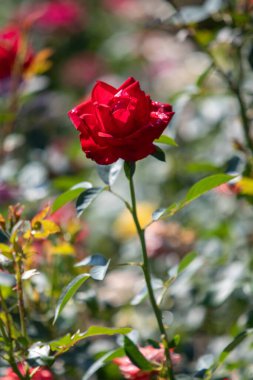 Rose flowers growing in nature close-up.