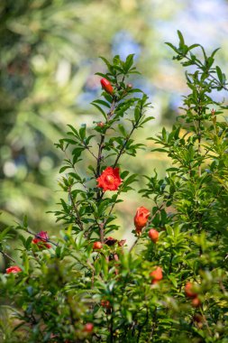 Flowers in nature outdoors. Spring landscape of flowers.