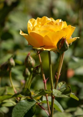A yellow flower is in the foreground of a green bush. The flower is the main focus of the image and it is surrounded by leaves