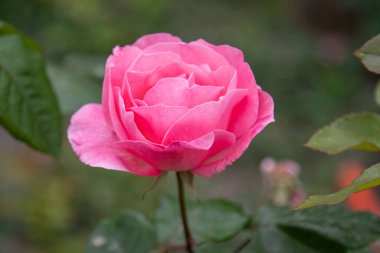 Resmin ana odak noktası pembe bir güldür. Yaprakları ve sapı görünür. Gül yeşil yapraklarla çevrilidir, bu da sahneye renk ve kontrastı ekler.