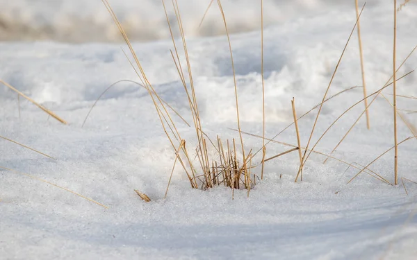 Küçük bir parça kar otla kaplıdır. Resmin huzurlu ve huzurlu bir havası var.