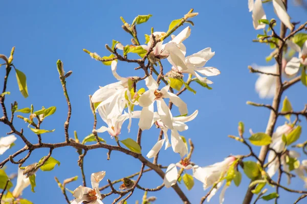 Magnolia flowers growing outdoors in nature.