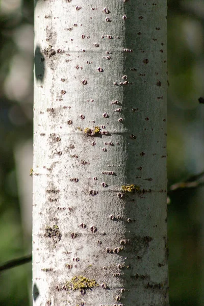 Birçok çıkıntısı ve oyuğu olan bir ağaç gövdesi. Bagaj yosunla kaplı ve pürüzlü bir dokusu var.