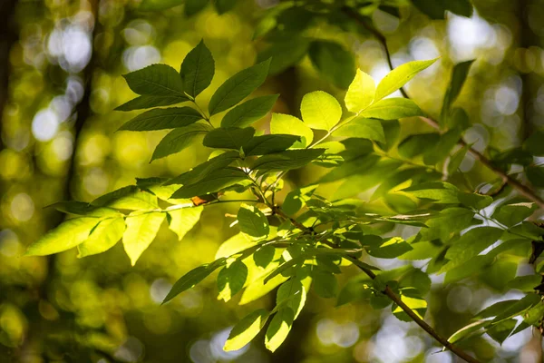 Yapraklı bir ağaç güneş ışığındadır. Yapraklar yeşil ve güneş ışığı üzerlerinde parlıyor.