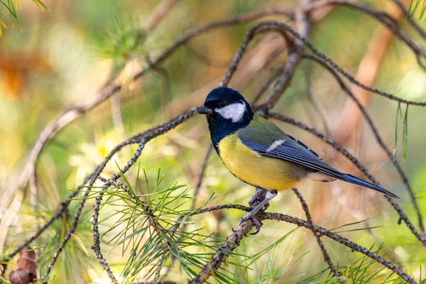 A small bird is perched on a branch of a tree. The bird is yellow and blue. The branch is covered in green leaves