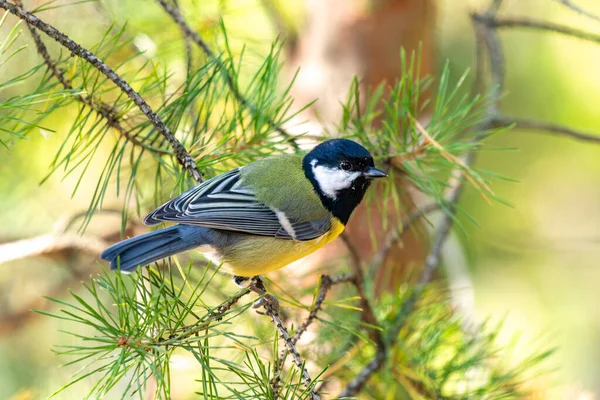Küçük bir kuş bir ağacın dalına tünemiştir. Kuş sarı ve mavidir. Ağaç yeşil yapraklarla dolu.