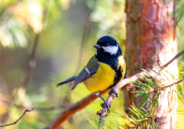 Ormandaki bir dala tünemiş küçük bir kuş. Kuş sarı ve siyah, ve bir şeye bakıyor. Sahne huzurlu ve huzurlu, görüntünün odak noktası kuş.