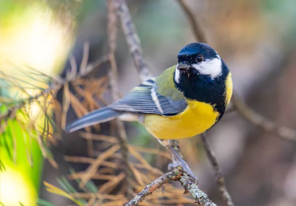 Sarı ve mavi bir kuş bir dala tünemiştir. Kuş aşağı bakıyor ve bir şeyler yiyor.