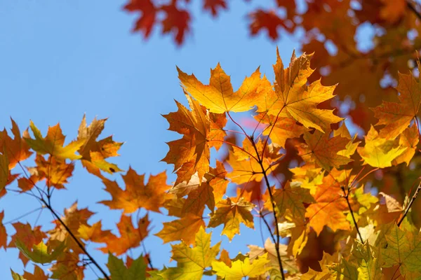 Önünde bir sürü yaprağı olan bir ağaç ve gökyüzü mavi. Yapraklar turuncu ve sarı.