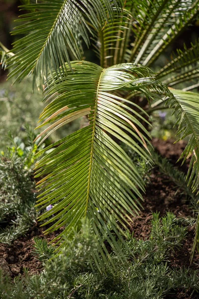 Yeşil palmiye yaprakları mavi gökyüzü.