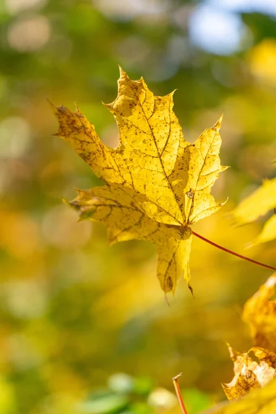 Ağaç dalından bir yaprak sarkıyor. Yaprak sarıdır ve kahverengi benekleri vardır. Görüntü huzurlu ve huzurlu bir ruh haline sahip, yaprak havada asılı, görünüşte yerin üzerinde yüzüyor.