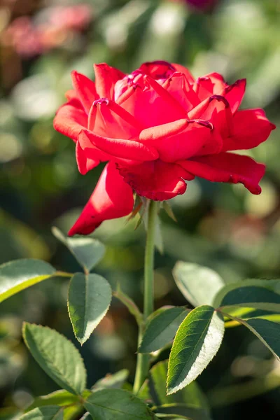 Rose flowers growing in nature close-up.