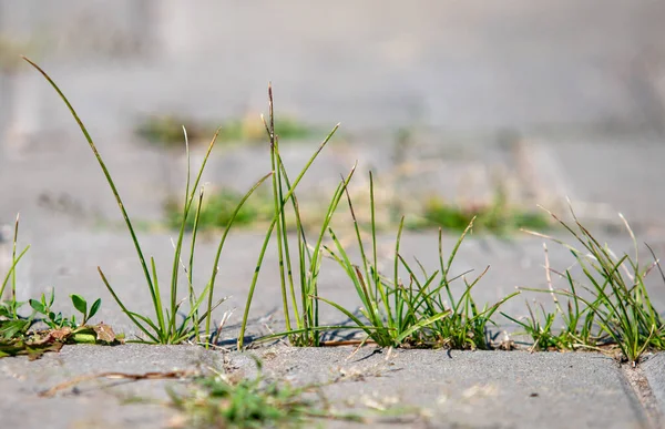 A patch of grass growing on a sidewalk. The grass is tall and green, and it is growing in the cracks of the sidewalk. The image has a peaceful and natural feel to it