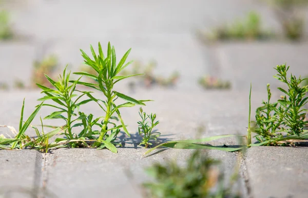 Tuğla kaldırımın çatlaklarında küçük bir bitki büyüyor. Bitki diğer bitkiler ve otlarla çevrilidir ve sert bir çevrede gelişmektedir. Dayanıklılık ve adaptasyon kavramı