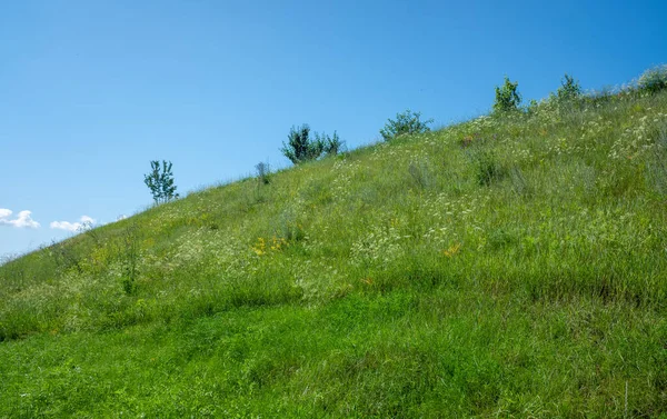 Yeşil çimenler ve ağaçlarla kaplı bir yamaç. Gökyüzü açık ve mavi. Huzurlu ve huzurlu bir sahne.