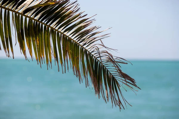 Arka planda okyanus olan bir fotoğrafta bir palmiye yaprağı yakalanır. Huzur ve sükunet kavramı, rüzgarda sallanan yaprak gibi ve okyanus uzaklarda uzanıyor.