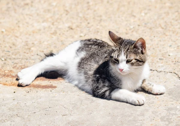 A cat is laying on the ground with its paws on its face. The cat is white and gray