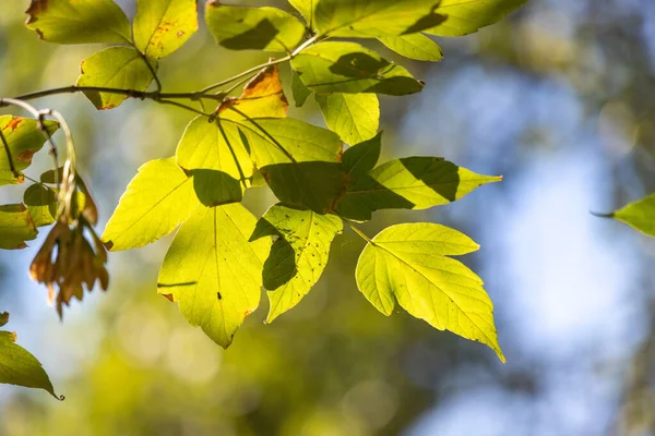 Önünde yaprak olan yapraklı bir ağaç dalı. Yaprak yeşildir ve üzerinde kahverengi bir leke vardır. Dal gölgede ve güneş onun üzerinde parlıyor.