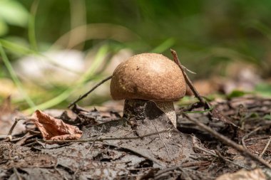 Bir ormanda yerde bir mantar oturuyor. Mantar kahverengidir ve küçük bir sapı vardır. Orman çeşitli bitki ve ağaçlarla yemyeşil ve yemyeşil. Huzurlu ve huzurlu bir sahne.