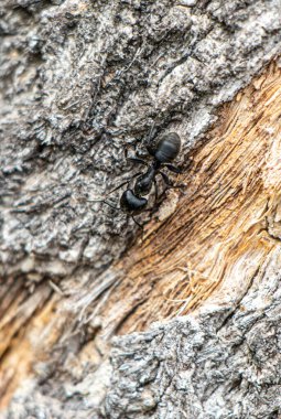 Siyah bir karınca ağaç gövdesinde sürünüyor. Karınca küçük ve siyah renktedir. Ağaç gövdesi sert ve kahverengimsi bir rengi var.