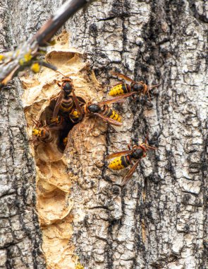 Bir ağaç gövdesinin etrafında bir grup sarı ve siyah eşekarısı vızıldıyor. Eşek arıları sarı ve siyahtır. Ağacın etrafında bir grup halinde uçuyor gibi görünüyorlar.