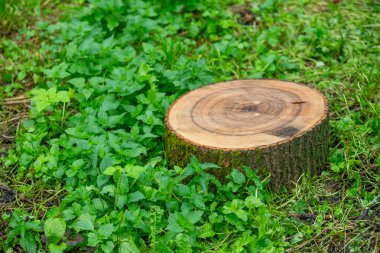 Büyük bir ağaç kütüğü yeşil çimen tarlasında oturur. Kütük, üzerinde büyüyen bazı bitkiler de dahil olmak üzere çeşitli bitkilerle çevrilidir. Huzurlu ve huzurlu bir sahne.