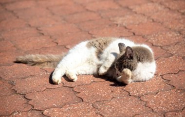 Kırmızı tuğla zeminde bir kedi yatıyor. Kedinin beyaz bir göbeği ve siyah bir yüzü var.
