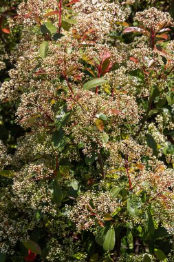 Önplanda çok çiçekli bir ağaç var. Çiçekler beyaz ve ağaç yeşil.