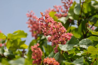 Yeşil yapraklı pembe çiçek kümesi. Çiçekler tomurcuklandı, yapraklar yemyeşil oldu. Sahne güzellik ve canlılıktır.
