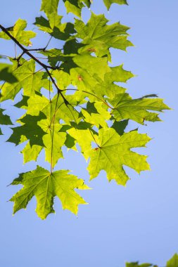 Yapraklı yeşil yapraklı, yapraklı bir ağaç dalı. Yaprak güneşte ve gökyüzü mavi