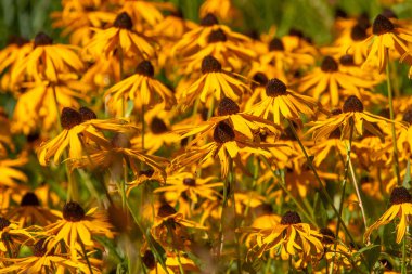 Kahverengi merkezli sarı bir çiçek tarlası. Çiçekler tomurcuklandı ve tarlaya saçıldı.