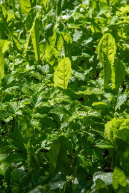 Üzerinde su damlaları olan yeşil bir bitki tarlası. Bitkiler yeşil ve yemyeşil, ve su damlacıkları sahneye canlılık ve canlılık katıyor.